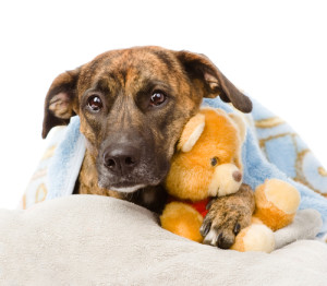 Wrapping your dog in blankets and giving her a a favorite toy can help them relax