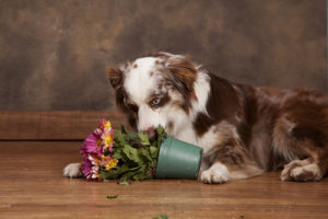 If your dog is obsessively looking for foliage to eat, you may want to reconsider her diet