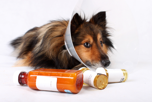 Advil And Klonopin Ok For Dogs