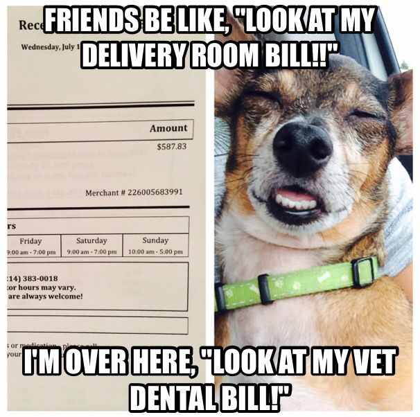 Bills from the vet, or the groomer...everything for our beloved dogs! 
