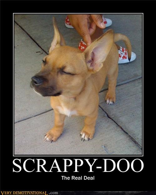 Dogs that look like Scrappy Doo