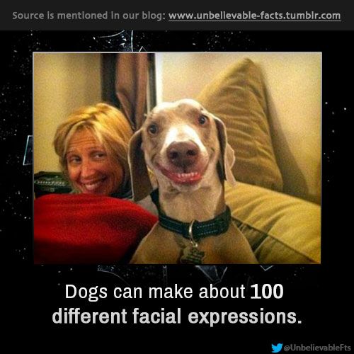 Did you know dogs can make about 100 different facial expressions? 