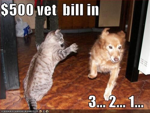 And the costs double if we have a cat in the house too! 