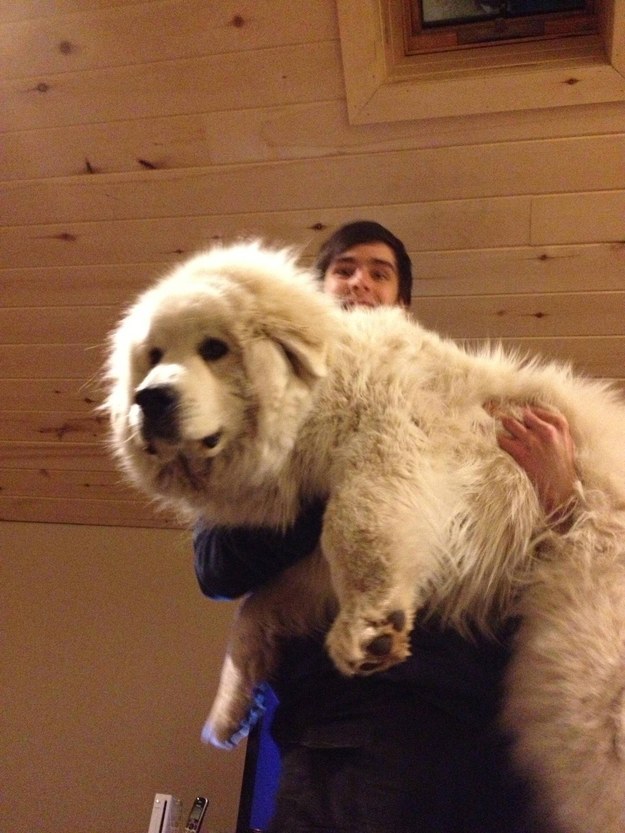 Wow! That's a huge dog! 