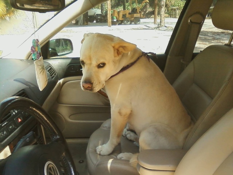 You said we're going to the park.. But you're taking me to the vet..