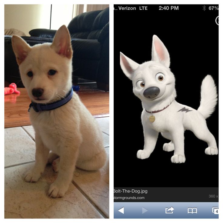 dogs that look like bolt