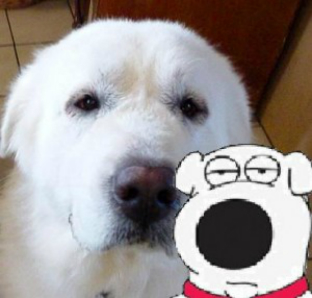 dog that looks like Brian Griffin