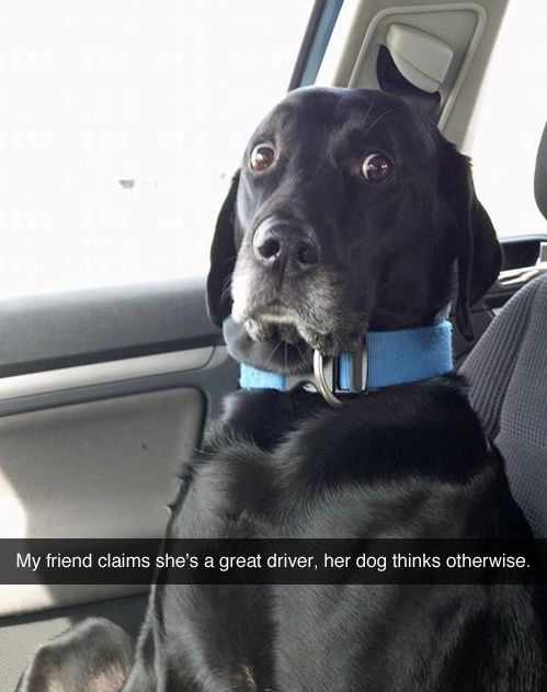 The dog doesn't trust your driving...