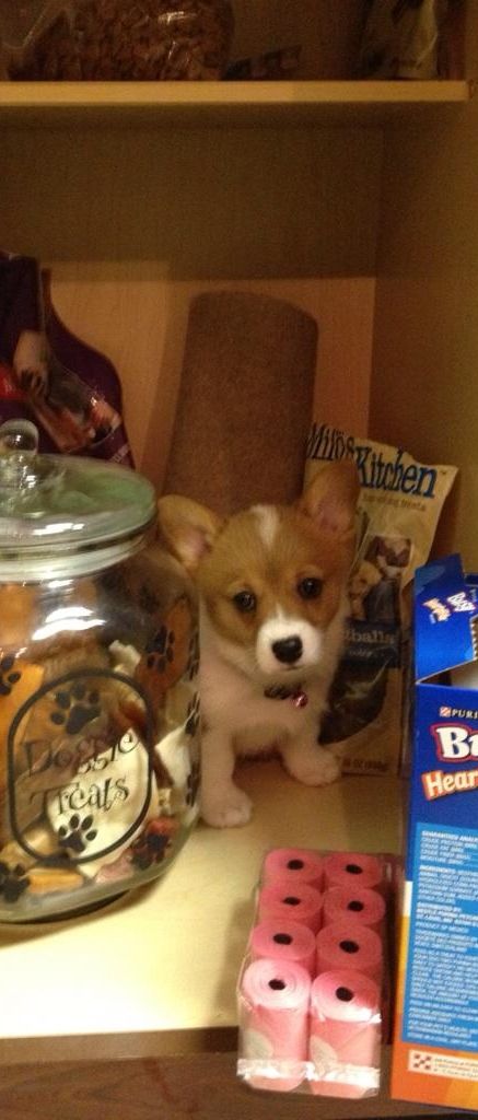 I was just hiding..I swear I wasn't stealing any treats!