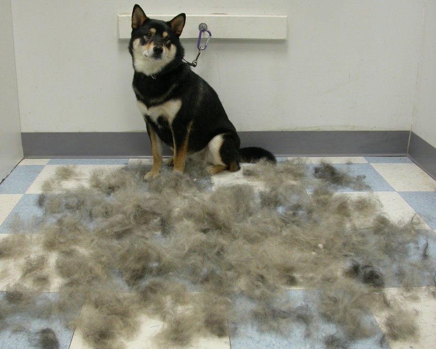 So, what are we gonna do with all these fur? 