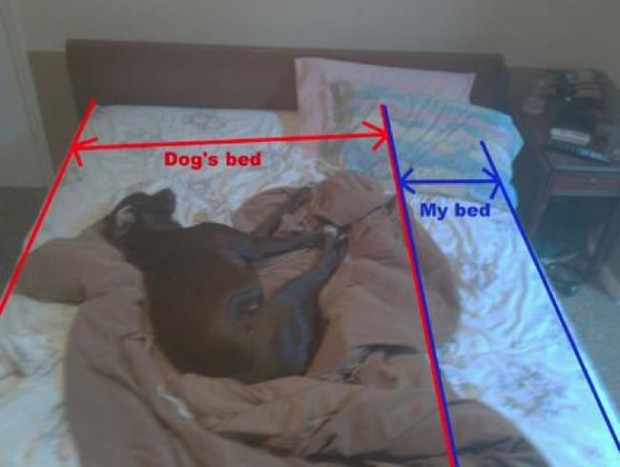 We love our dogs so much we give them most of our bed space..