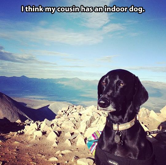 This dog is so not impressed! 