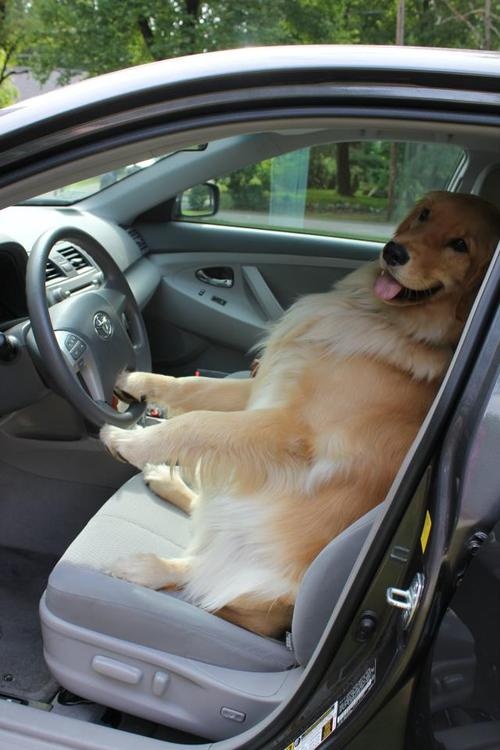 Get in! We're going to the dog park, and then buy some treats at the pet store..