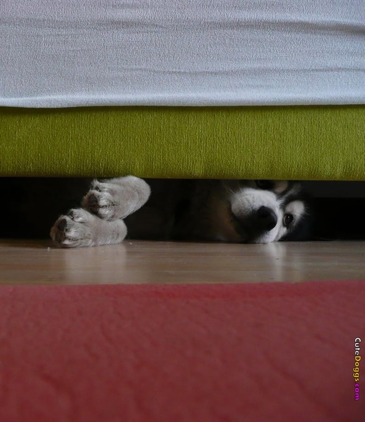 Коты играют в прятки. Собака под диваном. Кот прячется. Собака пол кровать. Собака под кроватью.