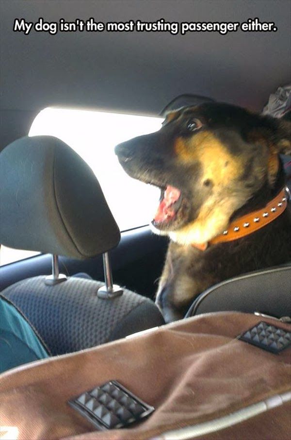 Looks like this doggy is scared of your driving! 