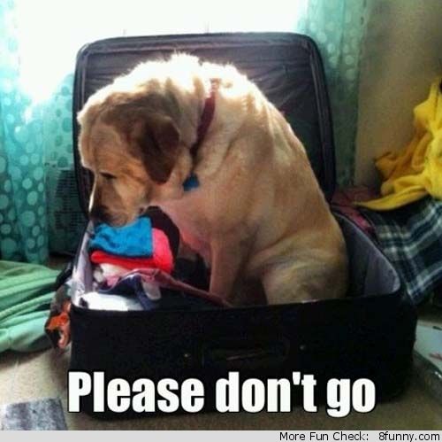 When we want to go on vacation, but we just can't leave them behind...