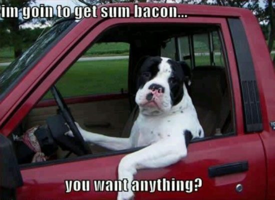 12 Adorable Dogs Who Probably Drive Better Than Most Humans!