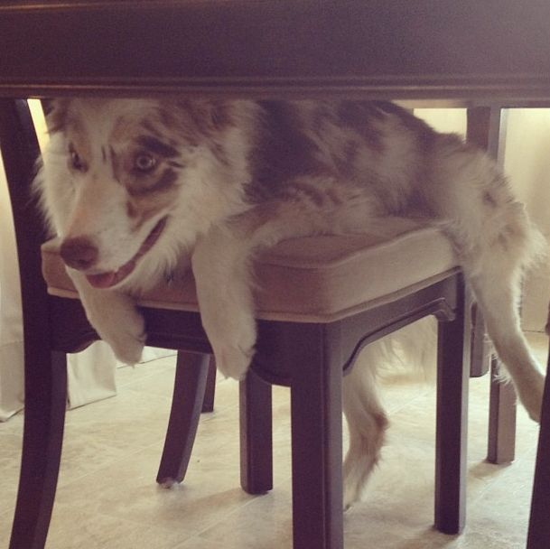 Does your dog have a favorite hiding place? 