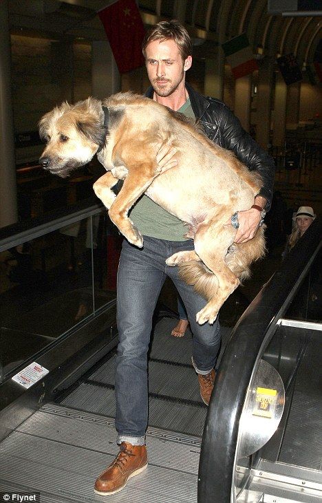 Ryan Gosling's baby! Such a lucky dog! 