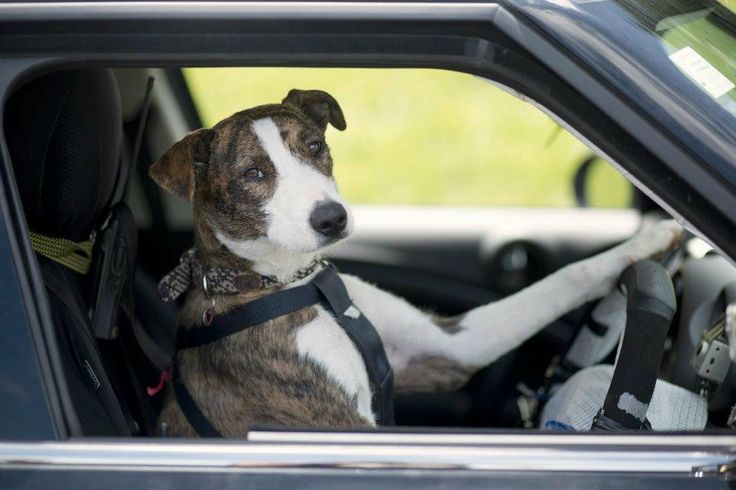 This doggy can really drive! An animal training school in New Zealand is teaching dogs to drive!