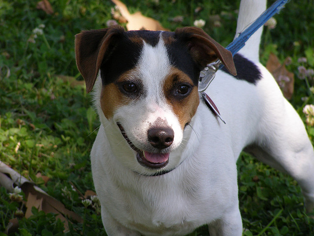 Russell Terrier smooth coat