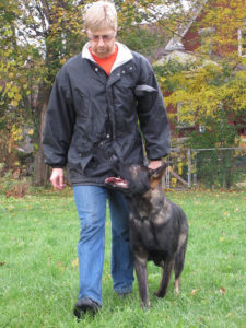 This dog is practicing a modern heeling exercise, where he can make contact with his owner. @Laura via Flckr