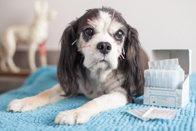 Dogs seem to get used to the procedure fairly quickly and easily. Source: HEAL 