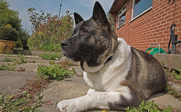 The 10 Best Guard Dog Breeds