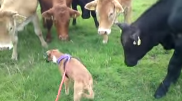 So a Puppy Met a Herd of Cows... and It's The Cutest Thing Ever!