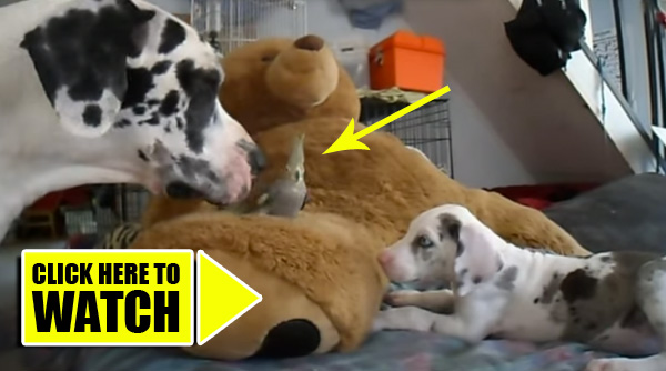 Older Great Dane Teaches New Puppy a How To Respect Other Animals (ADORABLE!)