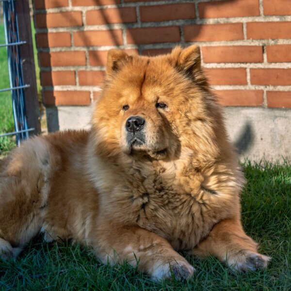 Chow Chow Outside