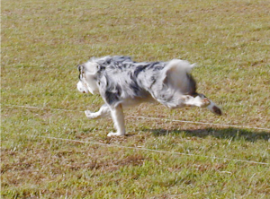 You can see on the left leg that the dewclaw does in fact touch the ground, digging in to prevent torque