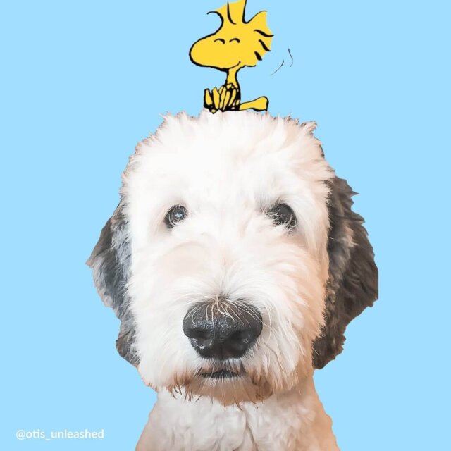 dogs that looks like snoopy