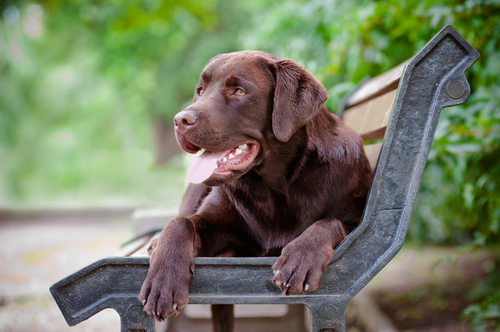 Labrador Retriever relaxing on bench