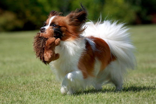Papillon playing with toy