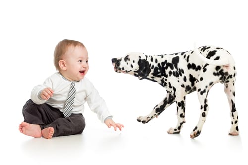 Introducing Dog and Baby – An Expert Gives Tips