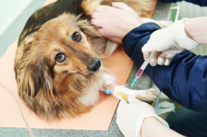 Do you know what your vet is doing  when he starts to draw blood?