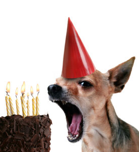Play it safe and give your dog the birthday cake without candles.