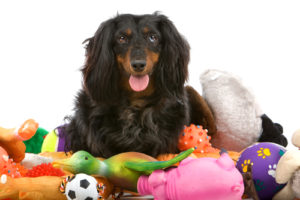 With deals this good, you can buy your pup ALL the toys