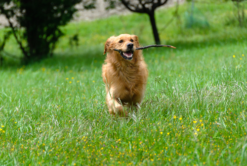 Golden Retriever fetching stick