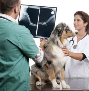 It never hurts to get a second opinion or find out about additional treatments available. This is where a specialty vet can come in handy.