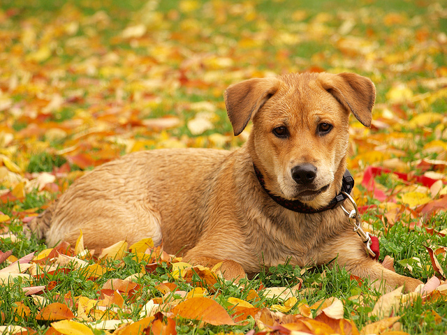 10 Great Fall Names for Your New Puppy Or Rescue Dog