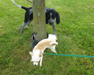 The second dog has a high carriage in his tail, most likely he will go and mark over where the current dog is going. @Jack-JackT via Flickr 