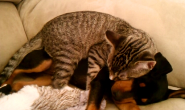 This Dog Just Got Back from The Vet. Just Watch How His Kitty Brother