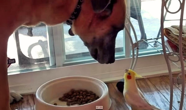 You'll Never Guess What This Bird Does To This Dog While He Eats!