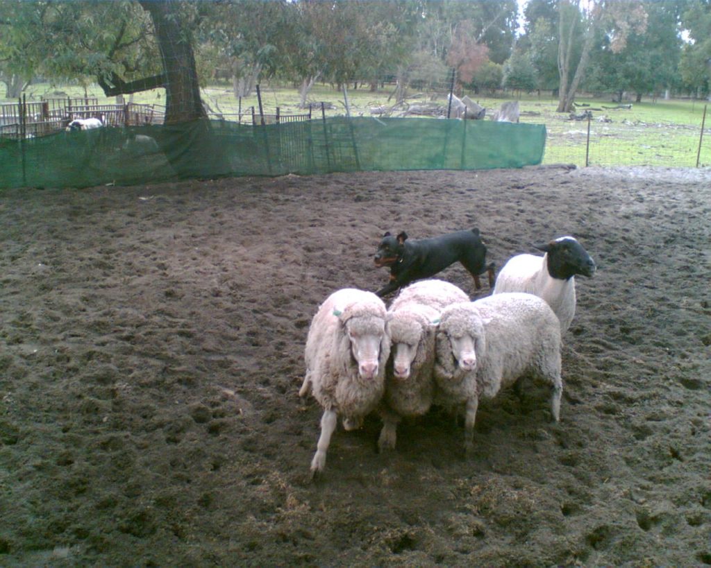 Rottweiler_herding_sheep_1