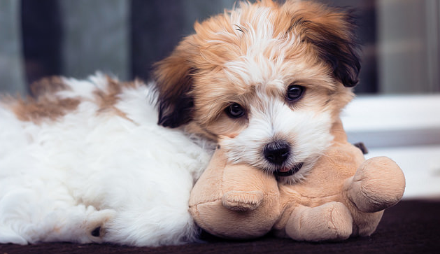 asda cuddly dog