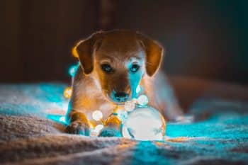 PetWireDaily — 5 Dog Toys for Night Play