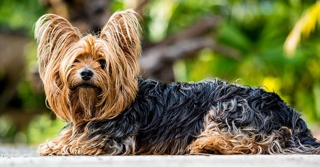 smallest dogs yorkshire terrier yorkie breed