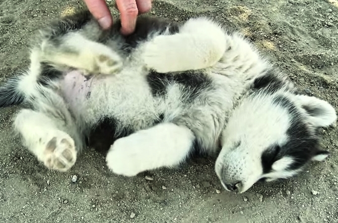CUTEST VIDEO EVER: Husky Is In Hound Heaven from This Belly Rub!